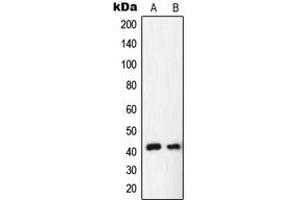 Western blot analysis of NR2F6 expression in HepG2 (A), rat liver (B) whole cell lysates. (NR2F6 抗体  (N-Term))
