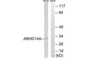 Western blot analysis of extracts from RAW264. (ABHD14A 抗体)