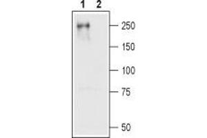 Western blot analysis of CaV1. (CACNA1C 抗体  (Intracellular))