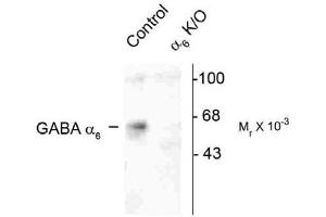 Image no. 2 for anti-gamma-aminobutyric Acid (GABA) A Receptor, alpha 6 (GABRA6) (Cytoplasmic Domain) antibody (ABIN228348) (GABRA6 抗体  (Cytoplasmic Domain))