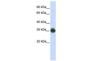 Western Blotting (WB) image for anti-KIT Ligand (KITLG) antibody (ABIN2458836) (KIT Ligand 抗体)