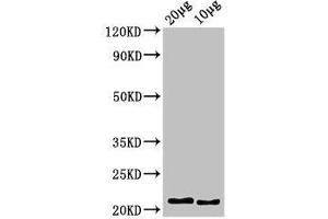 Western Blot Positive WB detected in: Zebrafish tissue 20 μg, 10 μg, All lanes: hist2h2l antibody at 3. (HIST2H2L 抗体  (AA 2-126))