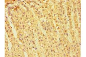 Immunohistochemistry of paraffin-embedded human adrenal gland tissue using ABIN7146924 at dilution of 1:100 (CARD9 抗体  (AA 237-536))