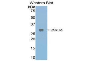 Western Blotting (WB) image for anti-Galactose 3-O-Sulfotransferase 1 (GAL3ST1) (AA 215-423) antibody (ABIN1858950) (GAL3ST1 抗体  (AA 215-423))