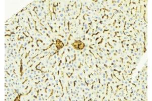 ABIN6275888 at 1/100 staining Mouse liver tissue by IHC-P. (Cathepsin D 抗体  (C-Term))