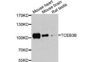 Western blot analysis of extracts of various cells, using TCEB3B antibody. (TCEB3B 抗体)