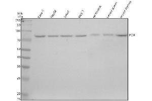 Western blot analysis of PCIF1 using anti-PCIF1 antibody (ABIN7825662).