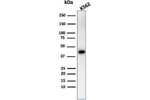 Western Blot Analysis of K562 cell lysate usingGlycophorin A Rabbit Polyclonal Antibody. (CD235a/GYPA 抗体)
