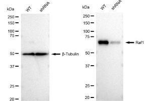 Western blotting analysis using Raf1 antibody (ABIN7800801). (Recombinant RAF1 抗体)