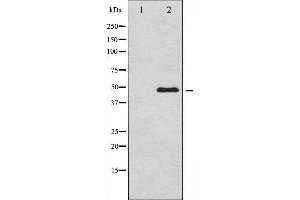 Western Blotting (WB) image for anti-GATA Binding Protein 3 (GATA3) (pSer308) antibody (ABIN6255188)