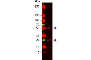 Western Blot of Goat anti-Mouse IgG Pre-Absorbed Atto 655 Conjugated Antibody. (山羊 anti-小鼠 IgG (Heavy & Light Chain) Antibody (Atto 655) - Preadsorbed)