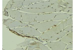 ABIN6278745 at 1/100 staining Mouse muscle tissue by IHC-P. (PCBP1 抗体  (Internal Region))