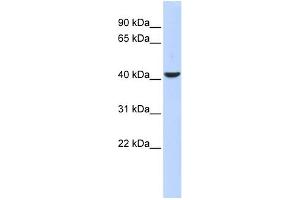 WB Suggested Anti-MEF2B Antibody Titration:  0. (MEF2B 抗体  (Middle Region))
