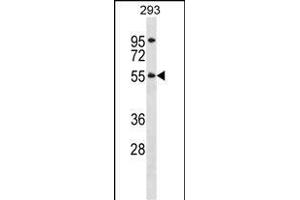 TTC8 Antibody (N-term) (ABIN1539117 and ABIN2848513) western blot analysis in 293 cell line lysates (35 μg/lane). (TTC8 抗体  (N-Term))