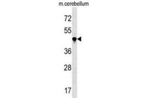 Western Blotting (WB) image for anti-Peptidylprolyl Isomerase (Cyclophilin)-Like 4 (PPIL4) antibody (ABIN3000374) (PPIL4 抗体)