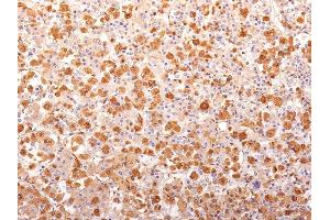 Formalin-fixed, paraffin-embedded human Pituitary Gland stained with ACTH Monoclonal Antibody (AH26 + 57). (POMC 抗体  (N-Term))
