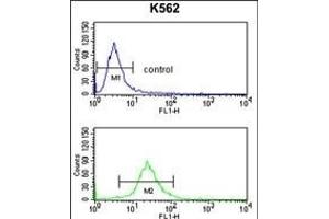 SLC3A1 Antibody (Center) (ABIN652750 and ABIN2842494) flow cytometry analysis of K562 cells (bottom histogram) compared to a negative control cell (top histogram). (SLC3A1 抗体  (AA 156-184))