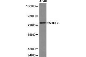Western Blotting (WB) image for anti-ATP-Binding Cassette, Sub-Family G (WHITE), Member 8 (ABCG8) antibody (ABIN1870737) (ABCG8 抗体)
