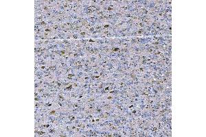 IHC analysis of STAP2 using anti-STAP2 antibody (ABIN7602686). (STAP2 抗体  (AA 95-392))