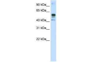 WB Suggested Anti-NFE2L2 Antibody Titration:  1. (NRF2 抗体  (C-Term))