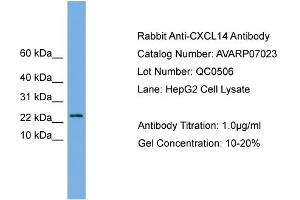 Western Blotting (WB) image for anti-Chemokine (C-X-C Motif) Ligand 14 (CXCL14) (Middle Region) antibody (ABIN2792192) (CXCL14 抗体  (Middle Region))