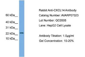 Western Blotting (WB) image for anti-Chemokine (C-X-C Motif) Ligand 14 (CXCL14) (Middle Region) antibody (ABIN2792192)