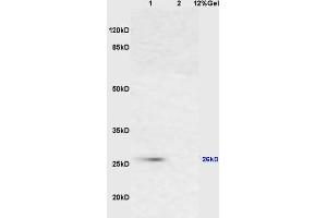 SDS-PAGE (SDS) image for anti-Cytochrome C, Somatic (CYCS) (AA 51-105) antibody (ABIN723590)