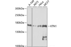 Western blot analysis of extracts of various cell lines using KTN1 Polyclonal Antibody at dilution of 1:1000. (KTN1 抗体)