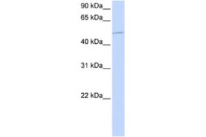 Western Blotting (WB) image for anti-Kinesin Family Member 12 (KIF12) antibody (ABIN2463898) (KIF12 抗体)