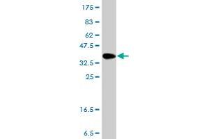 Western Blot detection against Immunogen (36. (Lipocalin 1 抗体  (AA 24-120))