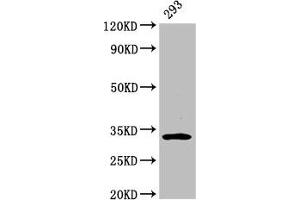 Western Blot Positive WB detected in: 293 whole cell lysate All lanes: EAPP antibody at 3. (EAPP 抗体  (AA 1-285))