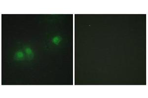 Immunofluorescence (IF) image for anti-ELAV2/4 (ELAV2/4) (Internal Region) antibody (ABIN1849272) (ELAV2/4 抗体  (Internal Region))