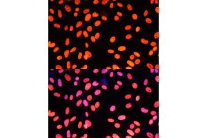 Immunofluorescence (IF) image for anti-Zinc Finger Protein 581 (ZNF581) (AA 1-90) antibody (ABIN6150520)