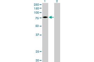 Western Blot analysis of EPOR expression in transfected 293T cell line by EPOR MaxPab polyclonal antibody. (EPOR 抗体  (AA 1-508))