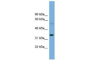 TM7SF4 antibody used at 0. (Transmembrane 7 Superfamily Member 4 (TM7SF4) (N-Term) 抗体)