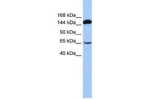 WB Suggested Anti-SRBD1  Antibody Titration: 0. (SRBD1 抗体  (N-Term))