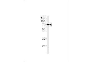 NTN1 Antibody (C-term) (ABIN1881590 and ABIN2843413) western blot analysis in U87-MG cell line lysates (35 μg/lane). (Netrin 1 抗体  (C-Term))