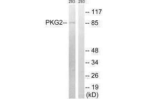 Western blot analysis of extracts from 293 cells, treated with anisomycin (25 μg/mL, 30 mins), using PKG2 (Ab-126) antibody. (PRKG2 抗体  (Ser126))