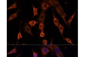Immunofluorescence analysis of NIH/3T3 cells using PDCD4 Polyclonal Antibody at dilution of 1:100. (PDCD4 抗体)