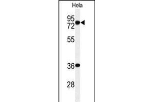 Western blot analysis of INT10 Antibody (C-term) (ABIN653879 and ABIN2843127) in Hela cell line lysates (35 μg/lane).
