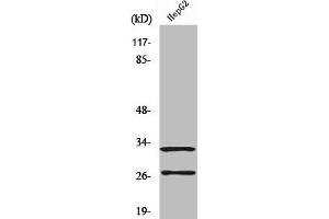 Western Blot analysis of A549 cells using Cleaved-Cathepsin G (I21) Polyclonal Antibody (Cathepsin G 抗体  (Cleaved-Ile21))