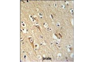 ALG10 Antibody (N-term) (ABIN653919 and ABIN2843153) IHC analysis in formalin fixed and paraffin embedded brain tissue followed by peroxidase conjugation of the secondary antibody and DAB staining. (ALG10 抗体  (N-Term))