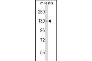 Western blot analysis in mouse testis tissue lysates (35ug/lane). (TBC1D2 抗体  (AA 438-465))