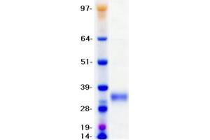 Validation with Western Blot (Stanniocalcin 1 Protein (STC1) (DYKDDDDK-His Tag))