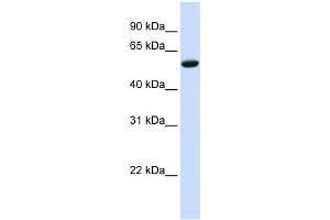 WB Suggested Anti-ZNF77 Antibody Titration:  0. (ZNF77 抗体  (N-Term))