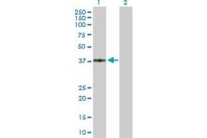 Western Blot analysis of CCR5 expression in transfected 293T cell line by CCR5 MaxPab polyclonal antibody. (CCR5 抗体  (AA 1-352))