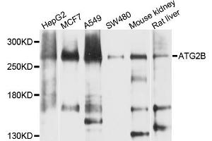 Western blot analysis of extracts of various cell lines, using ATG2B antibody. (ATG2B 抗体)