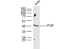Mouse Liver lysates probed with PXR Polyclonal Antibody, Unconjugated  at 1:300 dilution and 4˚C overnight incubation. (NR1I2 抗体  (AA 51-150))