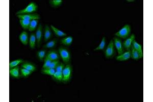 Immunofluorescent analysis of HepG2 cells using ABIN7167593 at dilution of 1:100 and Alexa Fluor 488-congugated AffiniPure Goat Anti-Rabbit IgG(H+L) (RGS18 抗体  (AA 28-84))