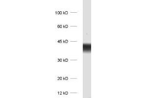 dilution: 1 : 1000, sample: rat brain homogenate (Synaptoporin 抗体)